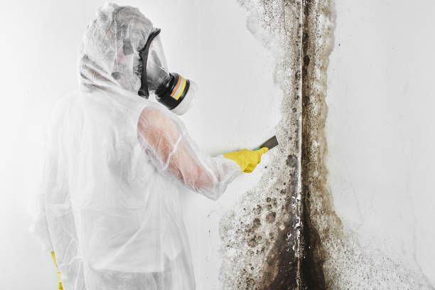 Best Commercial Mold Removal  in Chester, CA