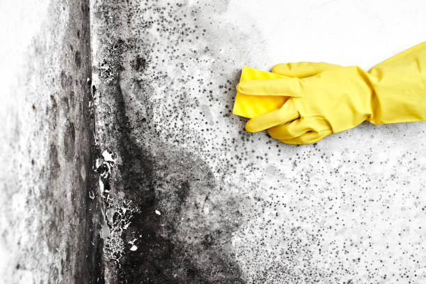 Best Crawl Space Mold Removal  in Chester, CA