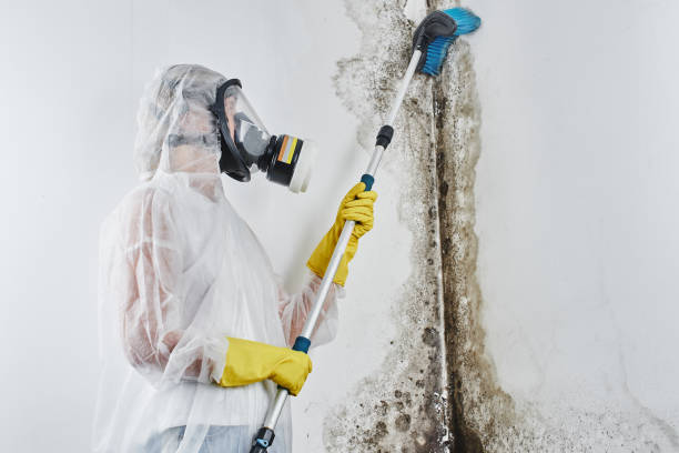 Mold Removal and Inspection in Chester, CA