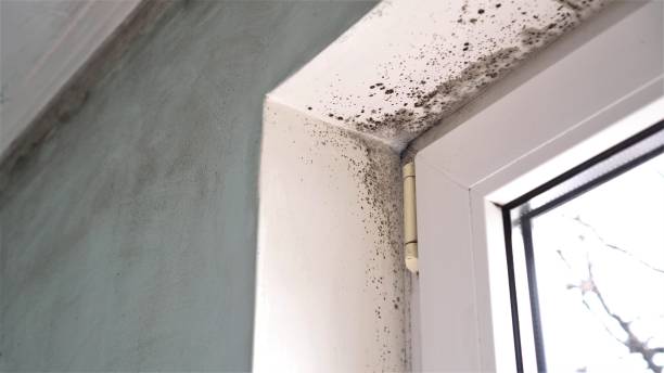 Best Office Mold Removal Services  in Chester, CA