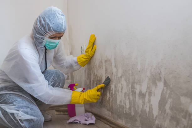 Best Crawl Space Mold Removal  in Chester, CA