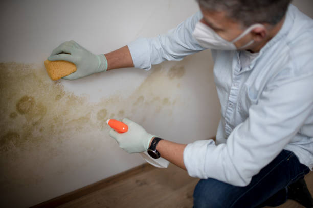Best Attic Mold Removal  in Chester, CA