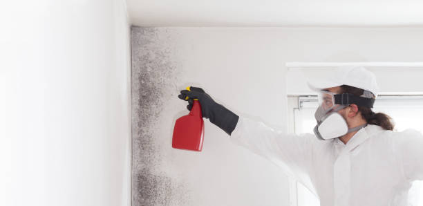 Office Mold Removal Services in Chester, CA