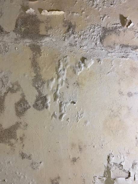 Best Mold Testing  in Chester, CA