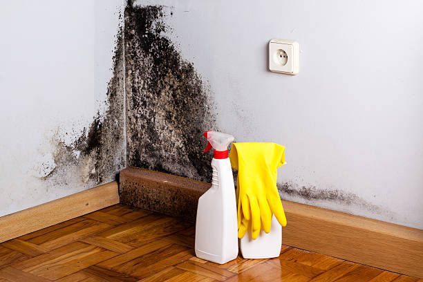 Best Residential Mold Removal  in Chester, CA
