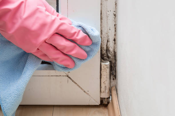 Best Black Mold Removal  in Chester, CA