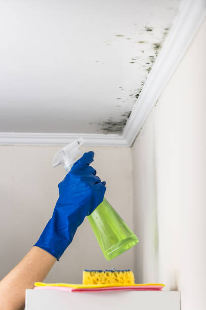 Best Office Mold Removal Services  in Chester, CA