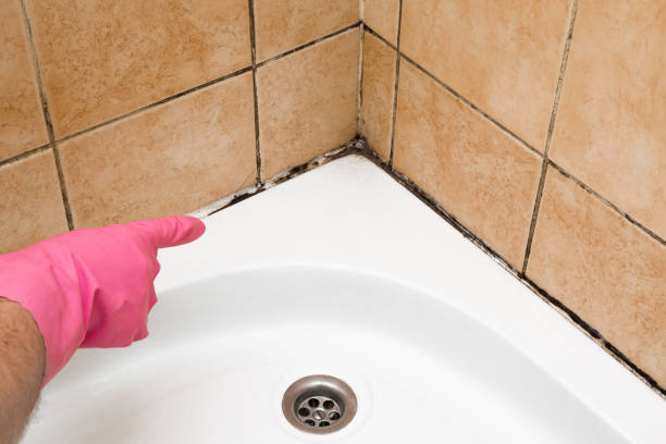 Best Affordable Mold Removal  in Chester, CA